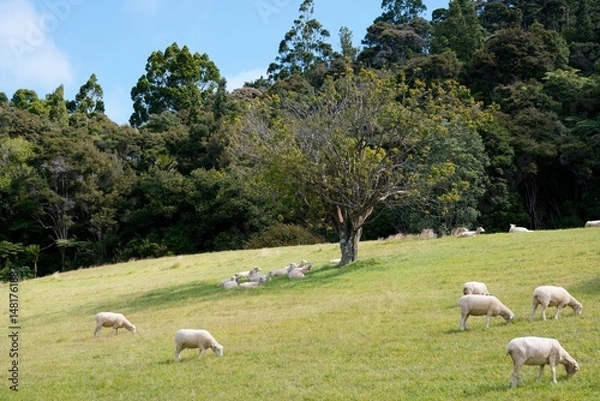 Fototapeta Sheep grazing on lush green pasture beneath a shady tree