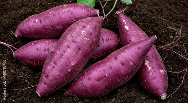Obraz Fresh Purple Yams: Vibrant Root Vegetables
