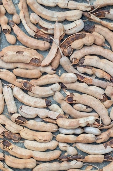 Obraz Top View of Ripe Tamarind Pods or Imli Fruit Heap Background with Copy Space in Vertical Orientation