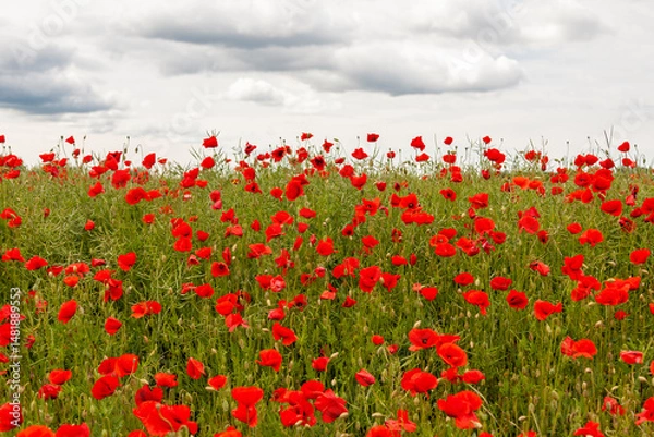 Fototapeta Field of red poppies against a cloudy sky