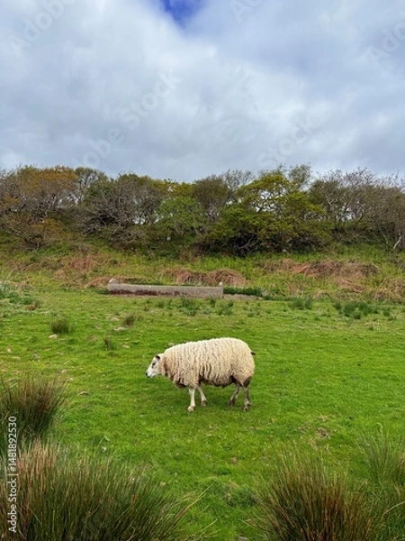 Obraz Islay, Scotland’s whisky haven, blends rugged natural beauty with pristine seas and abundant birdlife. Known for peaty single malts and serene coastal landscapes, it’s a gem for nature and spirits-the