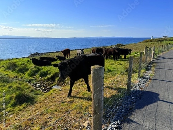 Obraz Islay, Scotland’s whisky haven, blends rugged natural beauty with pristine seas and abundant birdlife. Known for peaty single malts and serene coastal landscapes, it’s a gem for nature and spirits-the