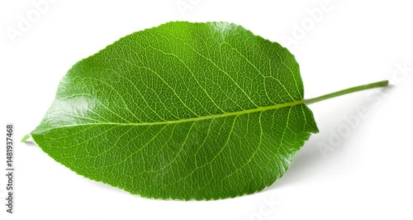 Fototapeta pear leaf isolated on white background. clipping path