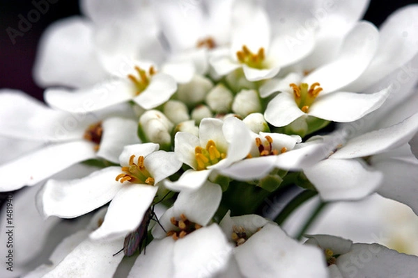 Obraz für die hochzeit
