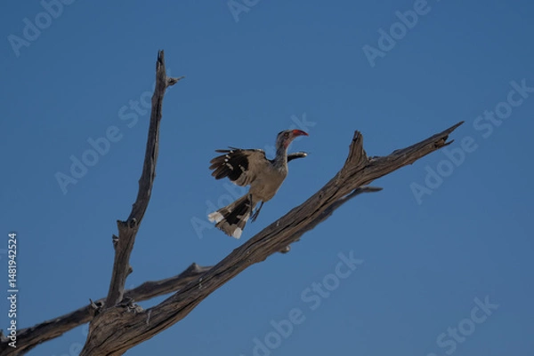 Fototapeta The northern red-billed hornbill (Tockus erythrorhynchus) is a species of hornbill in the family Bucerotidae.
