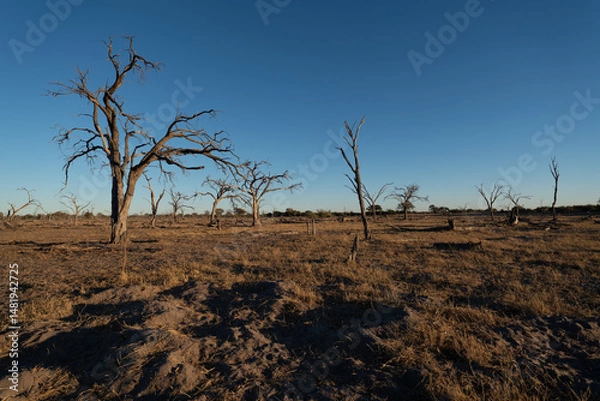 Fototapeta sunset with dry trees in the background of Botswana.