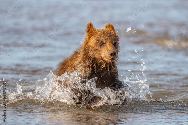 Fototapeta Ruling the landscape, brown bears of Kamchatka (Ursus arctos beringianus)