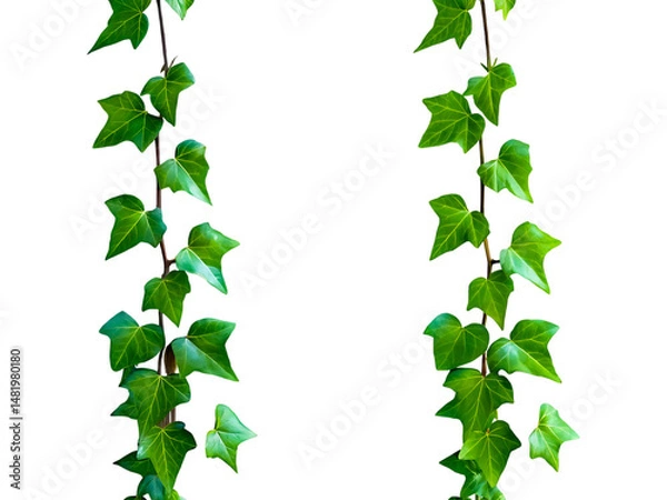 Obraz Intertwined Ivy Vines PNG, Intertwined Ivy Vines Transparent Background