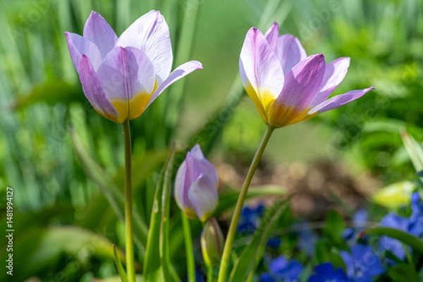 Obraz Wildtulpen im Garten
