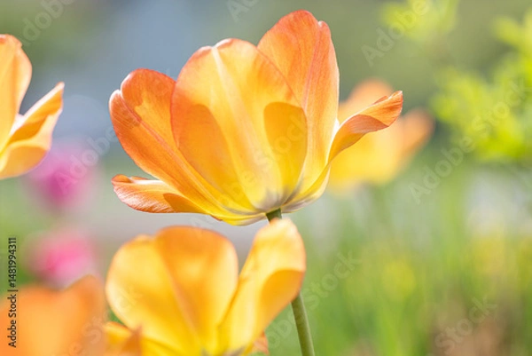 Obraz orange Tulpenblüten