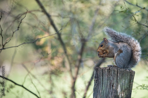 Fototapeta Nature / Squirrel