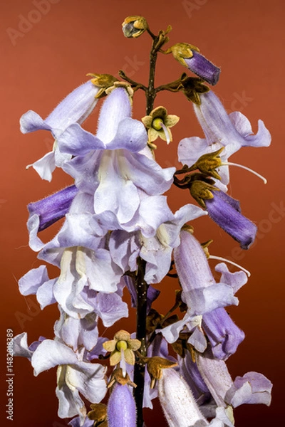 Fototapeta Elegant Light Purple Paulownia Flowers Blooming in Spring