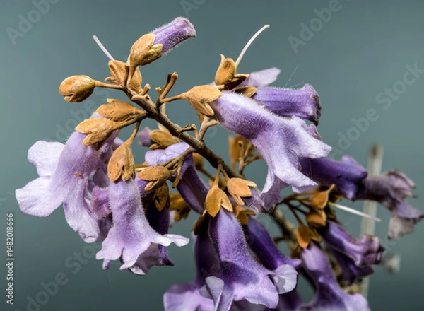 Fototapeta Elegant Light Purple Paulownia Flowers Blooming in Spring