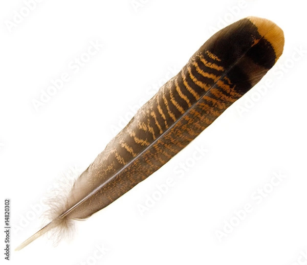 Fototapeta Wild Turkey Tail Feather
