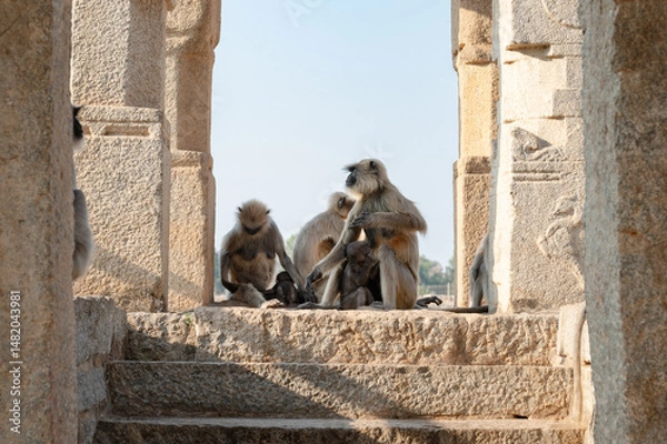 Obraz Northern plains gray langur ape family, Semnopithecus entellus monkey in a temple, wildlife of Hampi India, jungle and rainforest animal in city