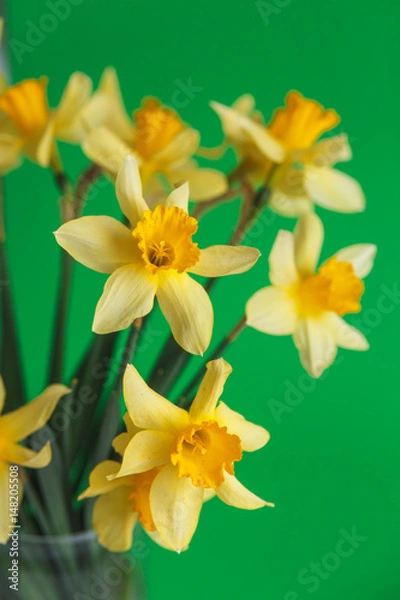Fototapeta Yellow narcissus or daffodil flowers on green background. Selective focus. Place for text.