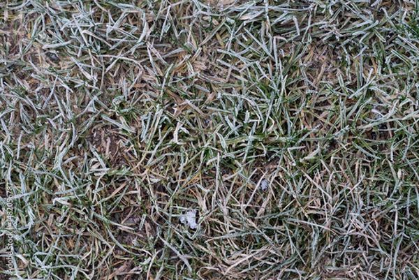 Obraz Frozen plants during frost in the field. Beautiful winter natural landscape.