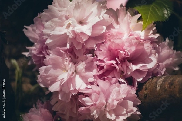 Obraz pink and white peony