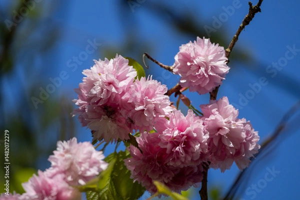 Obraz pink cherry blossom in spring