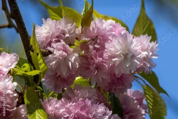 Obraz pink and white flowers
