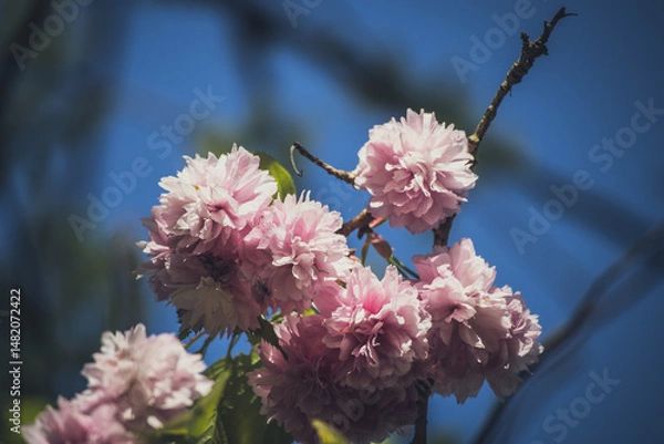 Obraz cherry blossom in spring