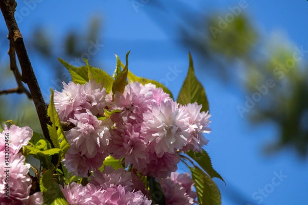 Obraz pink flowers against blue sky