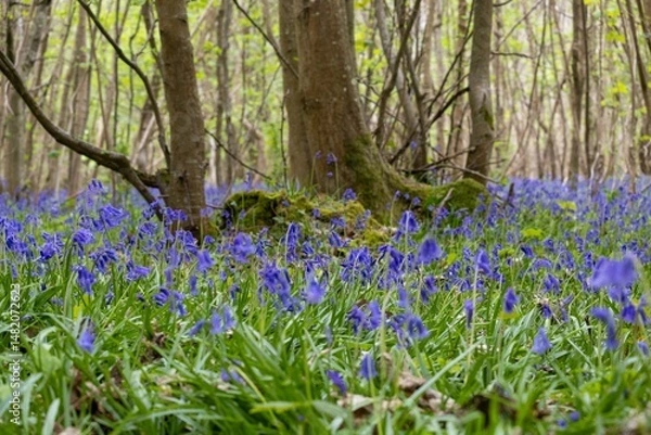 Obraz spring flowers in the forest