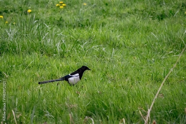 Obraz black bird on grass