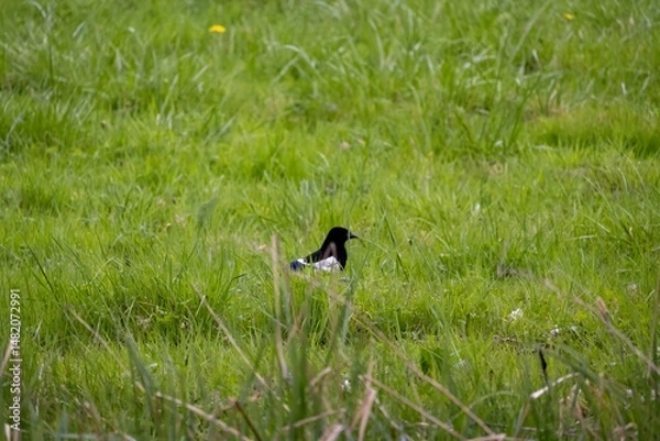 Obraz black winged blackbird