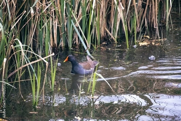 Obraz great crested grebe