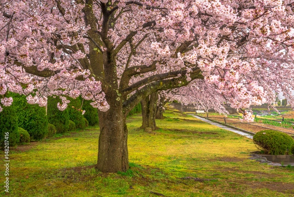 Obraz Japanese cherry blossoms