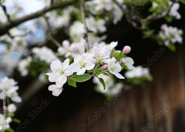 Obraz Apple blossoms bloom in spring sunlight, showcasing delicate white petals and fresh green leaves in a serene garden setting