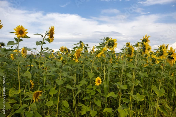 Obraz field of sunflowers in the summer