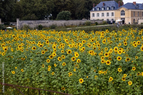 Obraz field of yellow flowers