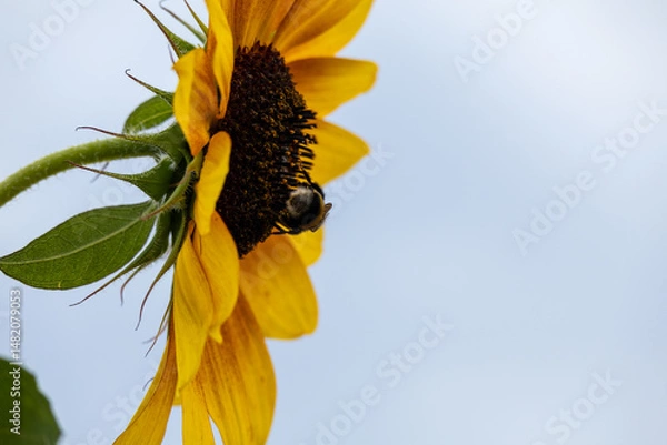 Obraz sunflower on a blue sky