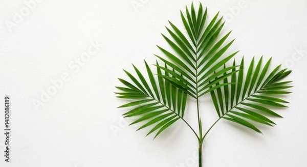 Obraz Photo Green Palm Leaf on Textured White Background