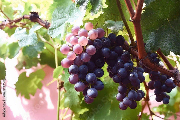 Obraz red wine grapes