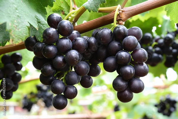 Obraz bunch of grapes