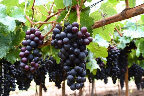 Obraz bunch of grapes