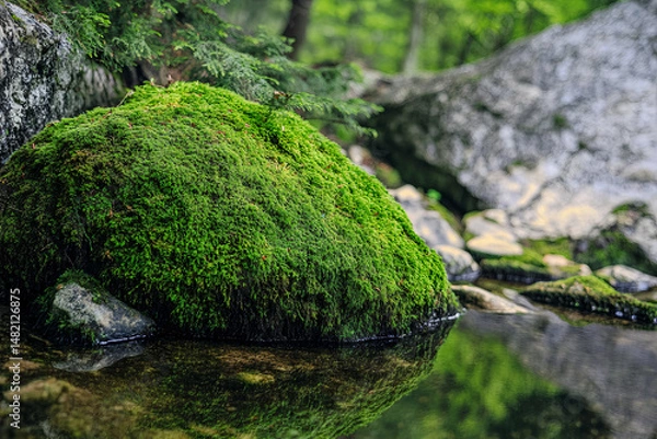 Obraz moss on stone