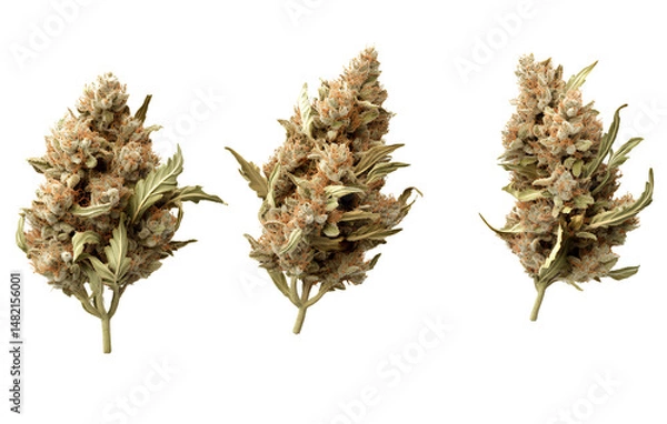 Fototapeta Set of three Dried Marijuana Buds in Various Angles, Isolated PNG
