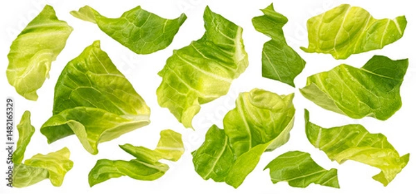 Obraz Chopped lettuce leaves isolated on white background