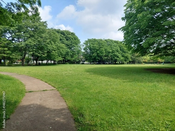 Obraz 新緑の季節の芝生広場と小道