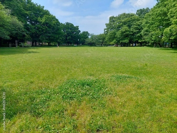 Obraz 新緑の季節の芝生広場