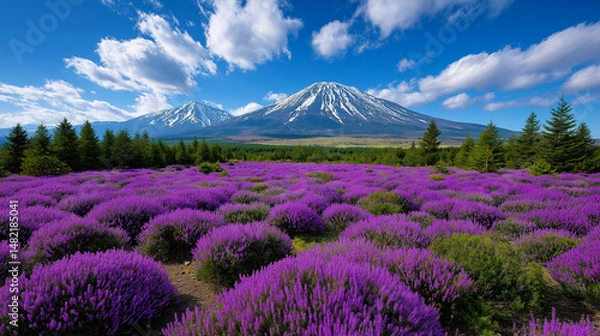 Fototapeta Lavender fields beneath snow-capped mountains under a vivid blue sky