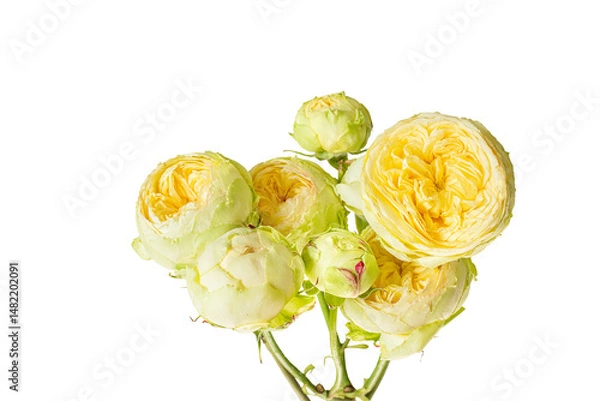 Fototapeta branch with delicate yellow peony roses. Isolated. PNG 