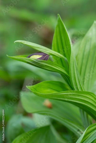 Obraz Frauenschuh Orchidee kurz vor dem Öffnen der Blüte  auf der Schwäbischen Alb.