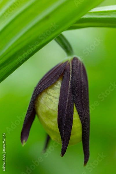 Obraz Frauenschuh Orchidee kurz vor dem Öffnen der Blüte  auf der Schwäbischen Alb.