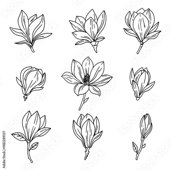 Fototapeta Sketch of vector drawings of magnolia. White flowers, leaves and branches, buds. Just lazy magnolia. Design elements, prints, invitations