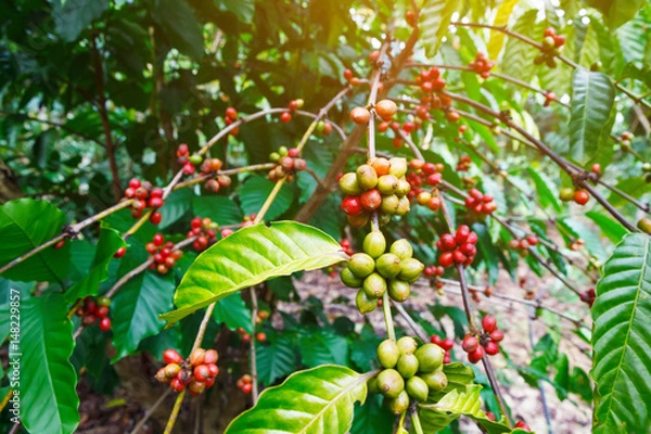 Fototapeta Robusta coffee farm and plantation on the south mountain of Thailand.